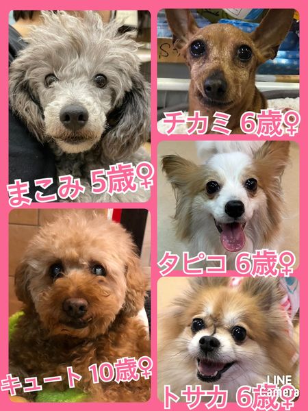 🐾今日の里親様募集中ワンコ🐶メンバーです🐾2022,3,29【保護犬カフェ天神橋店】